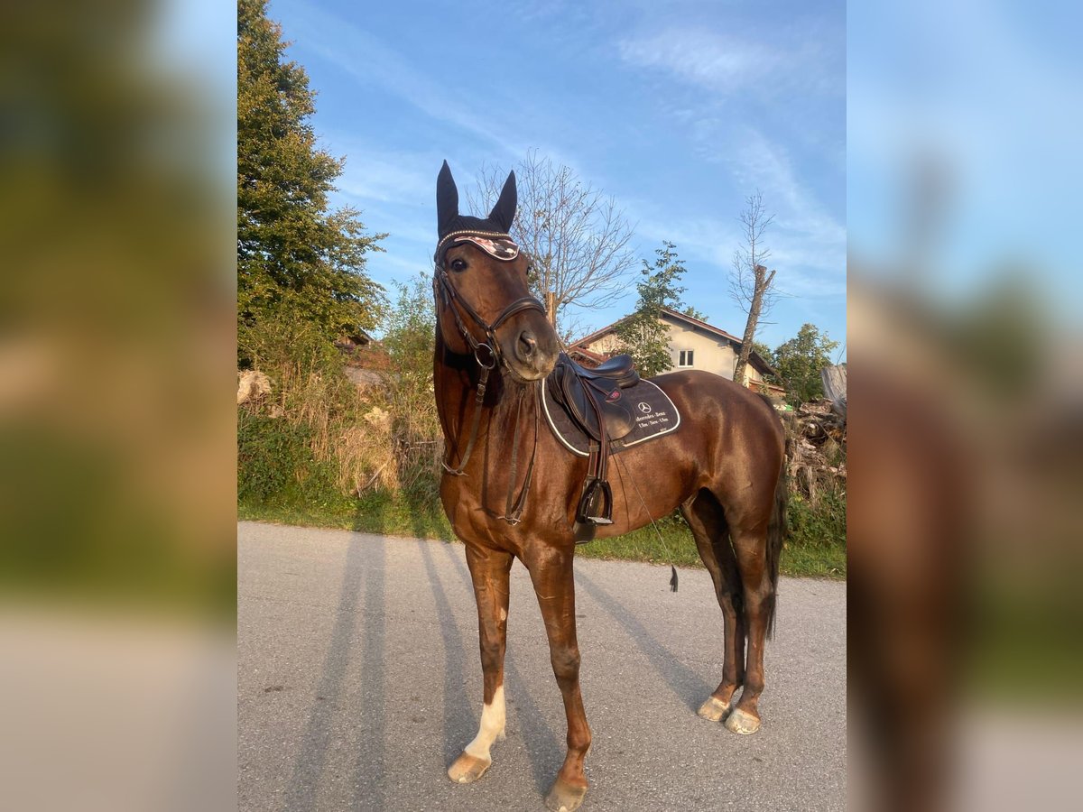 Deutsches Reitpferd Wallach 8 Jahre 168 cm Dunkelfuchs in Garching an der Alz