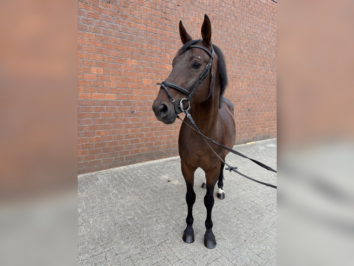 Deutsches Reitpferd Wallach 8 Jahre 172 cm Brauner in Westoverledingen