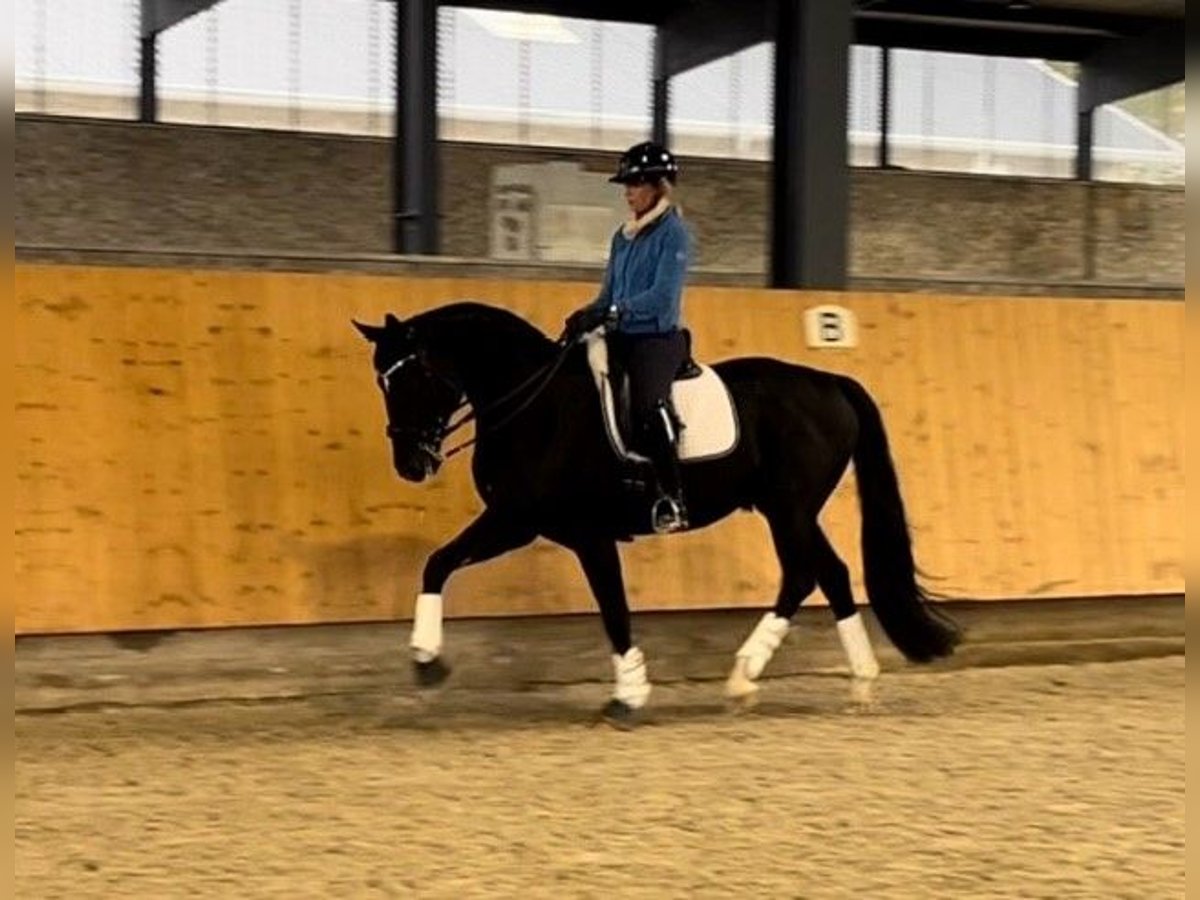 Deutsches Reitpferd Wallach 8 Jahre 175 cm Rappe in Bad Rappenau