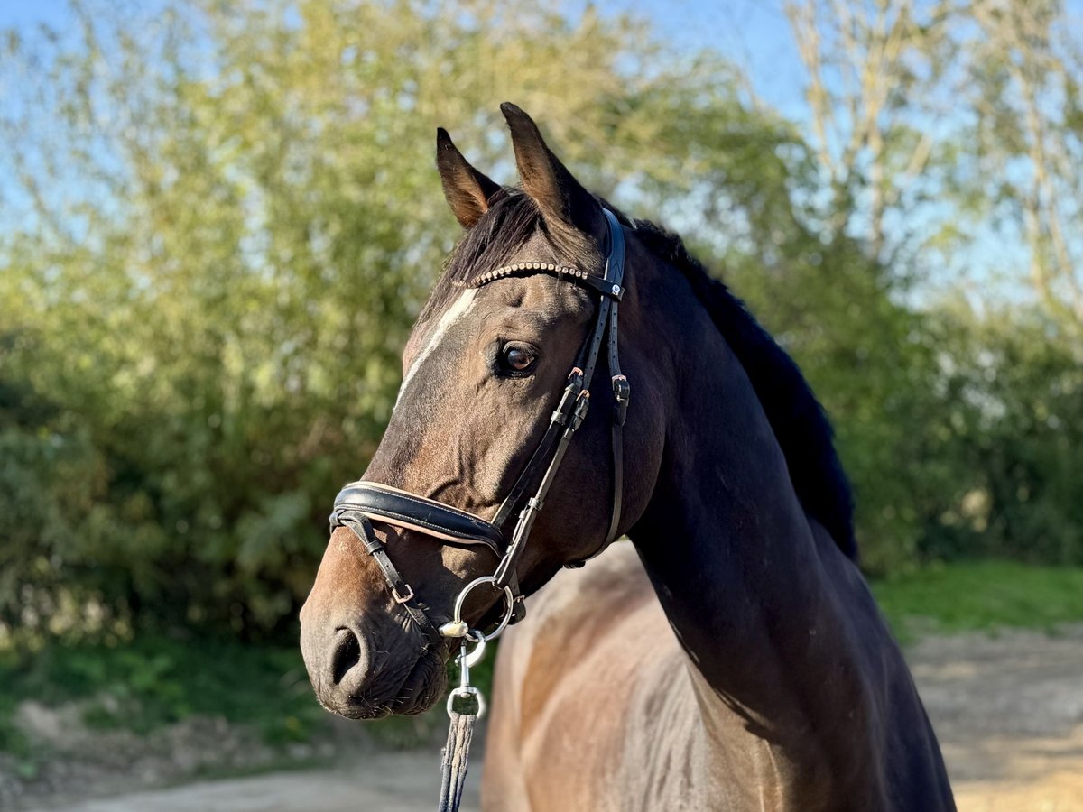 Deutsches Reitpferd Wallach 8 Jahre 176 cm Dunkelbrauner in Grevenbroich
