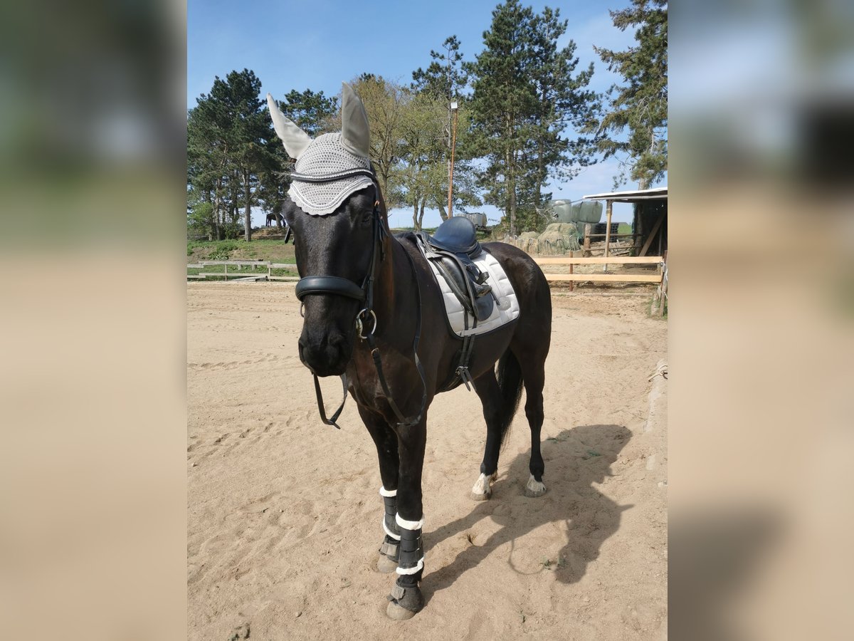 Deutsches Reitpferd Wallach 8 Jahre 176 cm Rappe in Bad M&#xFC;nstereifel