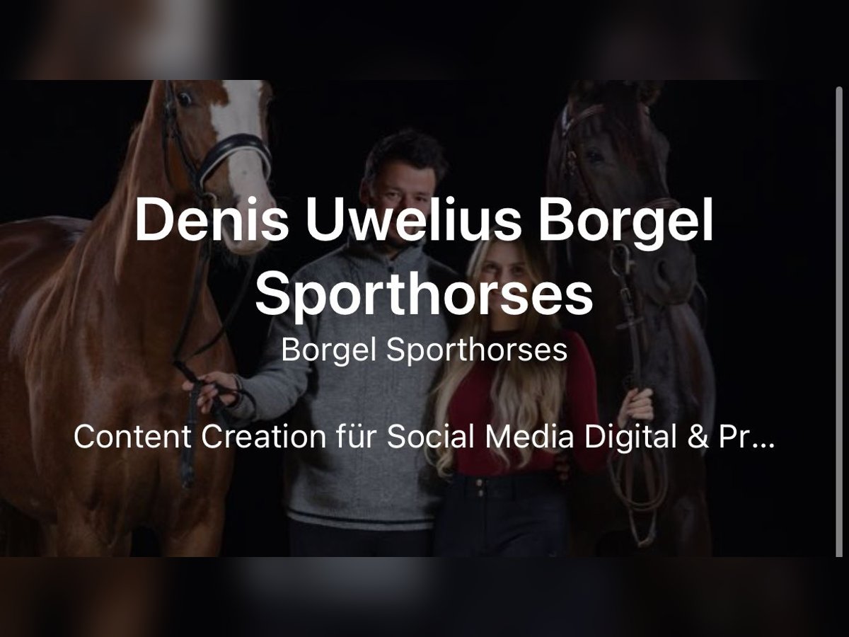 Deutsches Reitpferd Wallach 8 Jahre in Horstmar