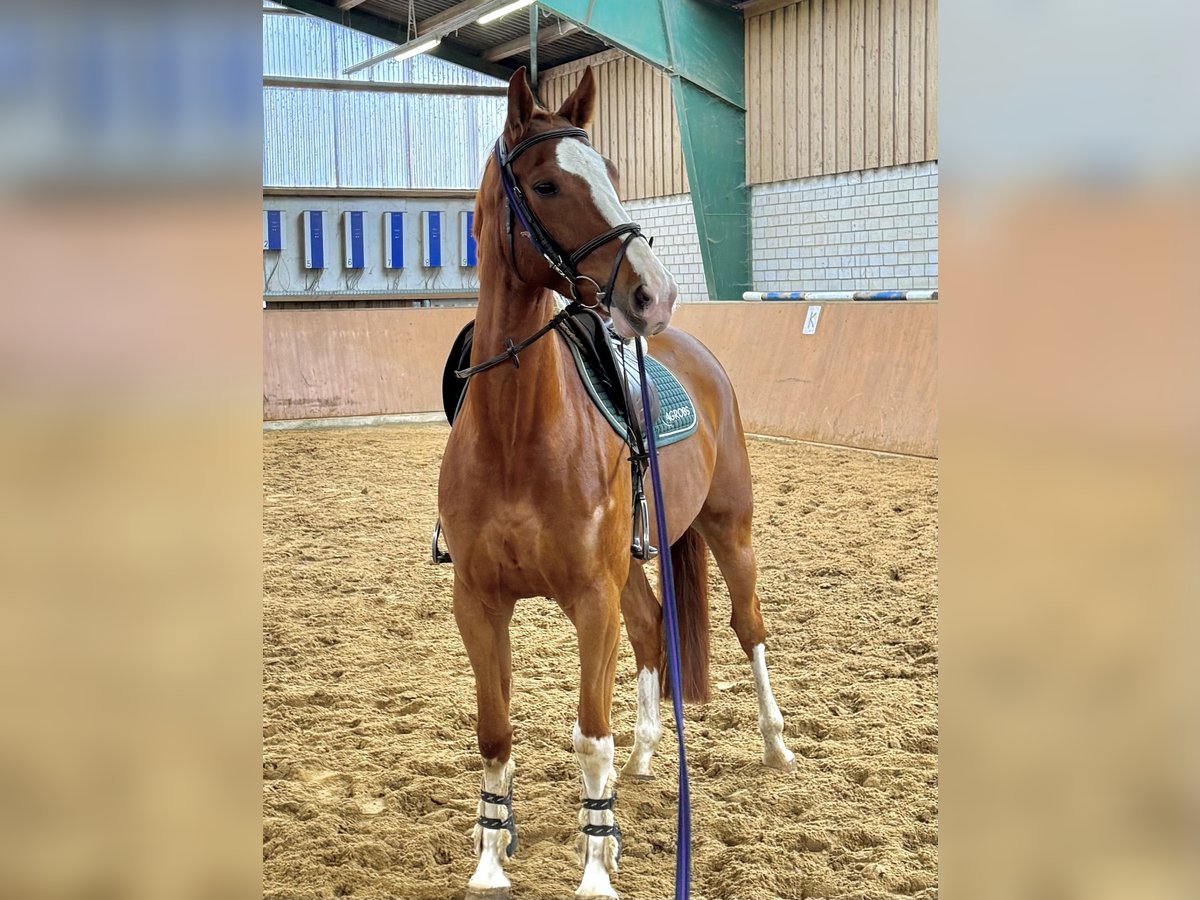 Deutsches Reitpferd Wallach 8 Jahre in Gardelegen