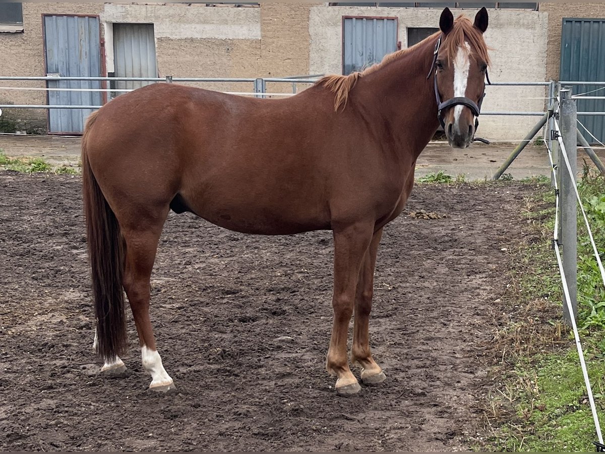 Deutsches Reitpferd Wallach 9 Jahre 145 cm Fuchs in Schkeuditz