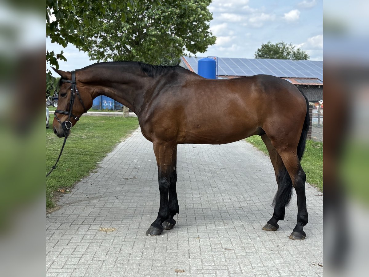 Deutsches Reitpferd Wallach 9 Jahre 170 cm Brauner in Nordwalde