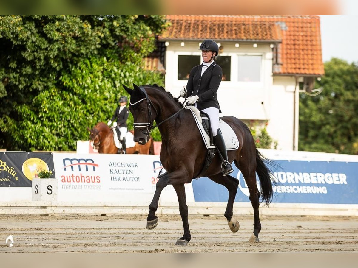 Deutsches Reitpferd Wallach 9 Jahre 178 cm Rappe in Karlsruhe