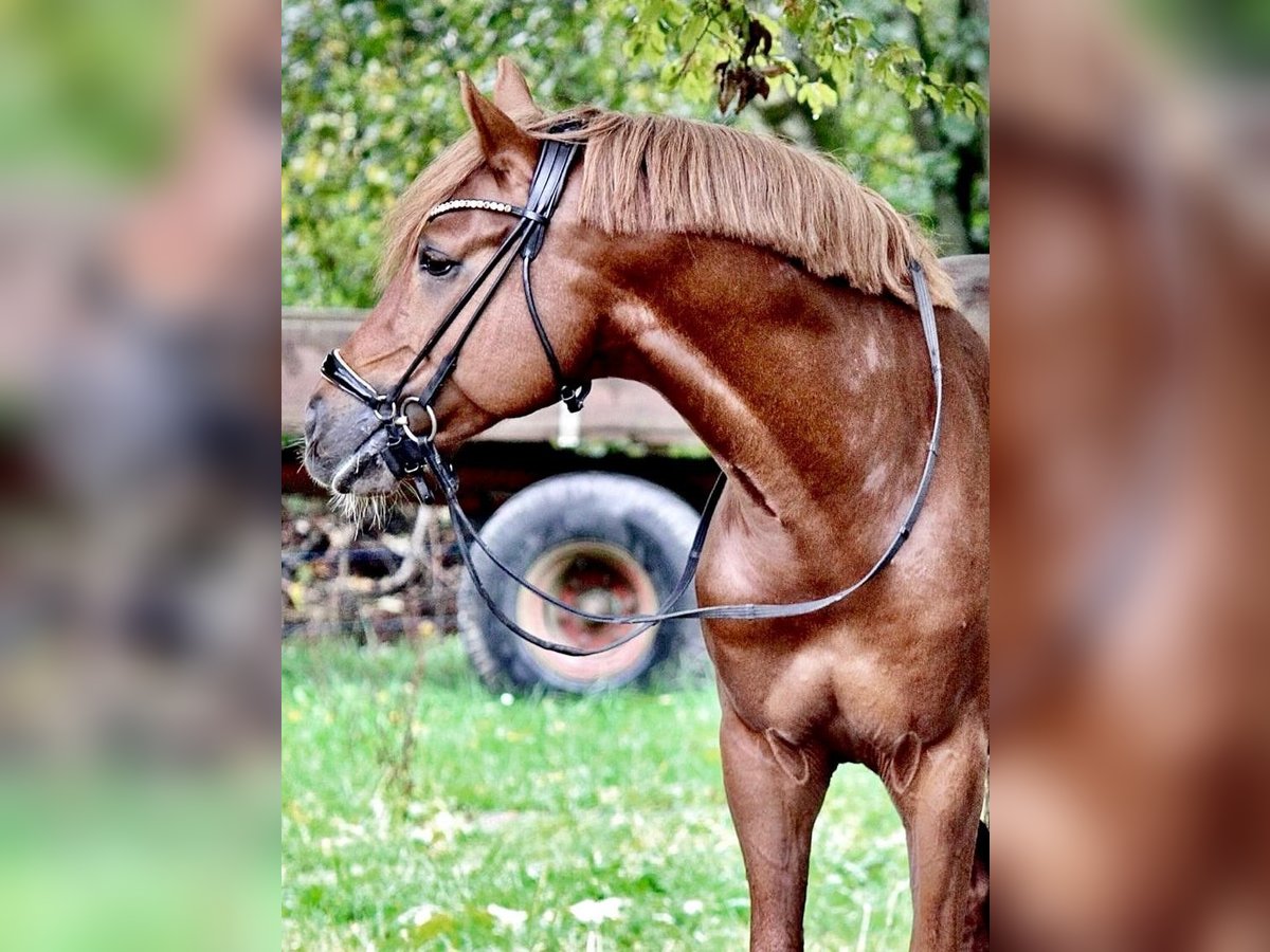 Deutsches Reitpony Hengst 11 Jahre 148 Cm Dunkelfuchs In Frankfurt Am Main