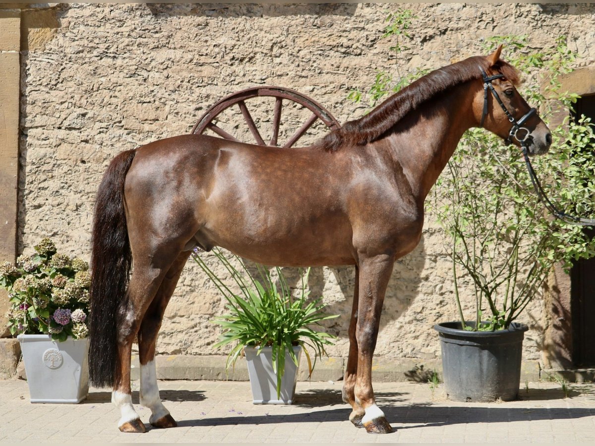 Deutsches Reitpony Hengst 11 Jahre 148 cm Dunkelfuchs in Glandorf