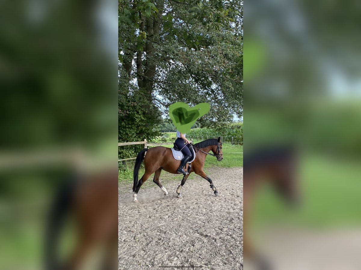 Deutsches Reitpony Hengst 14 Jahre 144 cm Brauner in Beelen