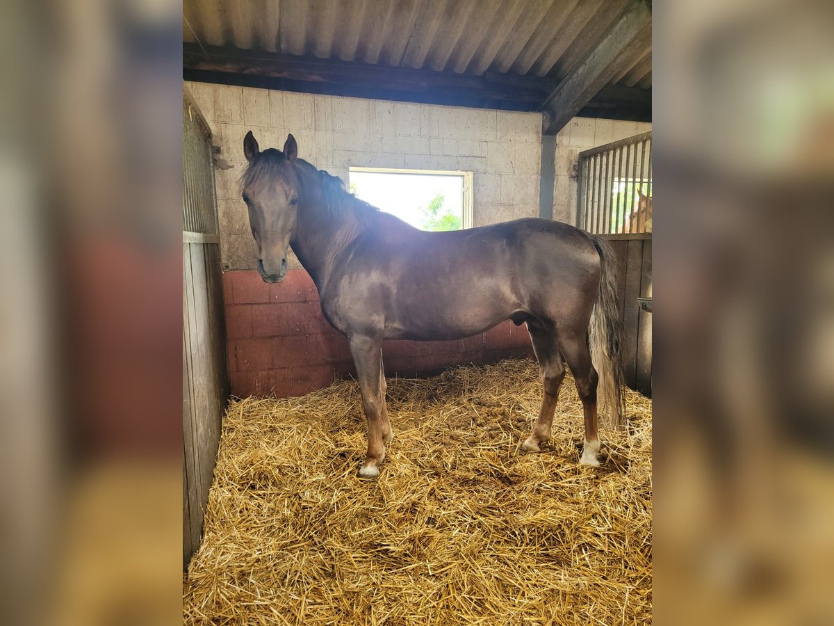 Deutsches Reitpony Hengst 14 Jahre 148 cm Dunkelfuchs in Bismark OT Schinne