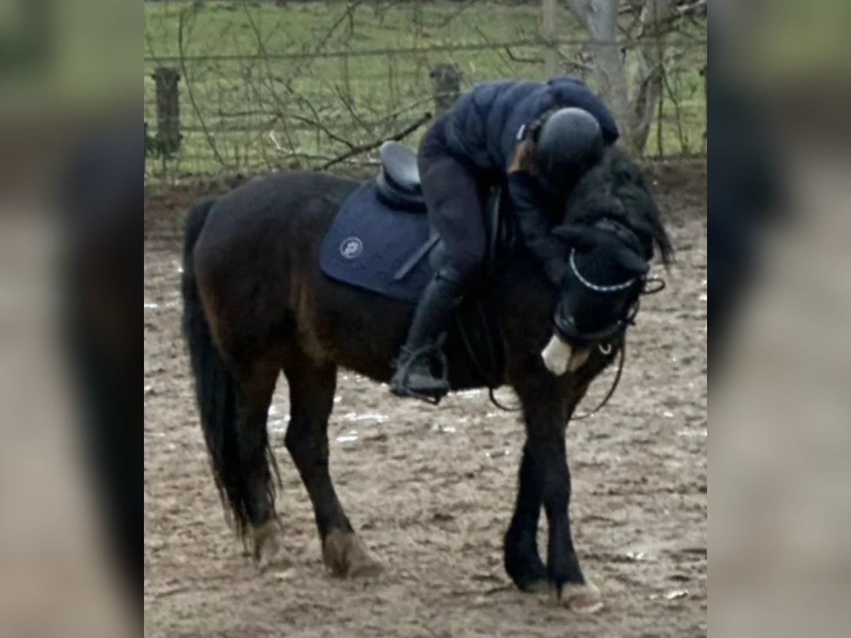 Deutsches Reitpony Hengst 15 Jahre 145 cm in Pirna