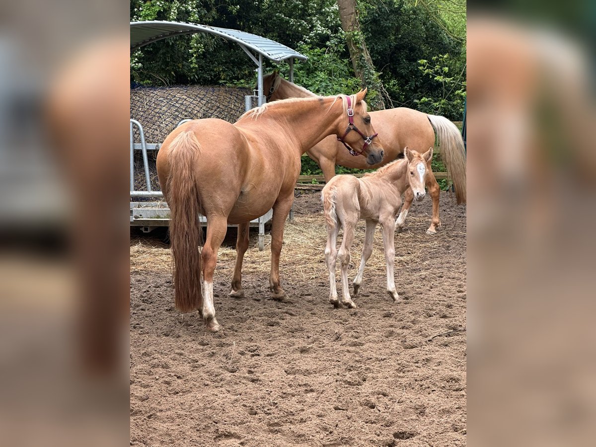 Deutsches Reitpony Hengst 1 Jahr 102 cm Palomino in Stakendorf