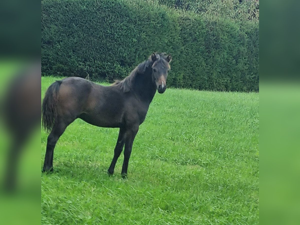 Deutsches Reitpony Hengst 1 Jahr 120 cm Brauner in Walld&#xFC;rn