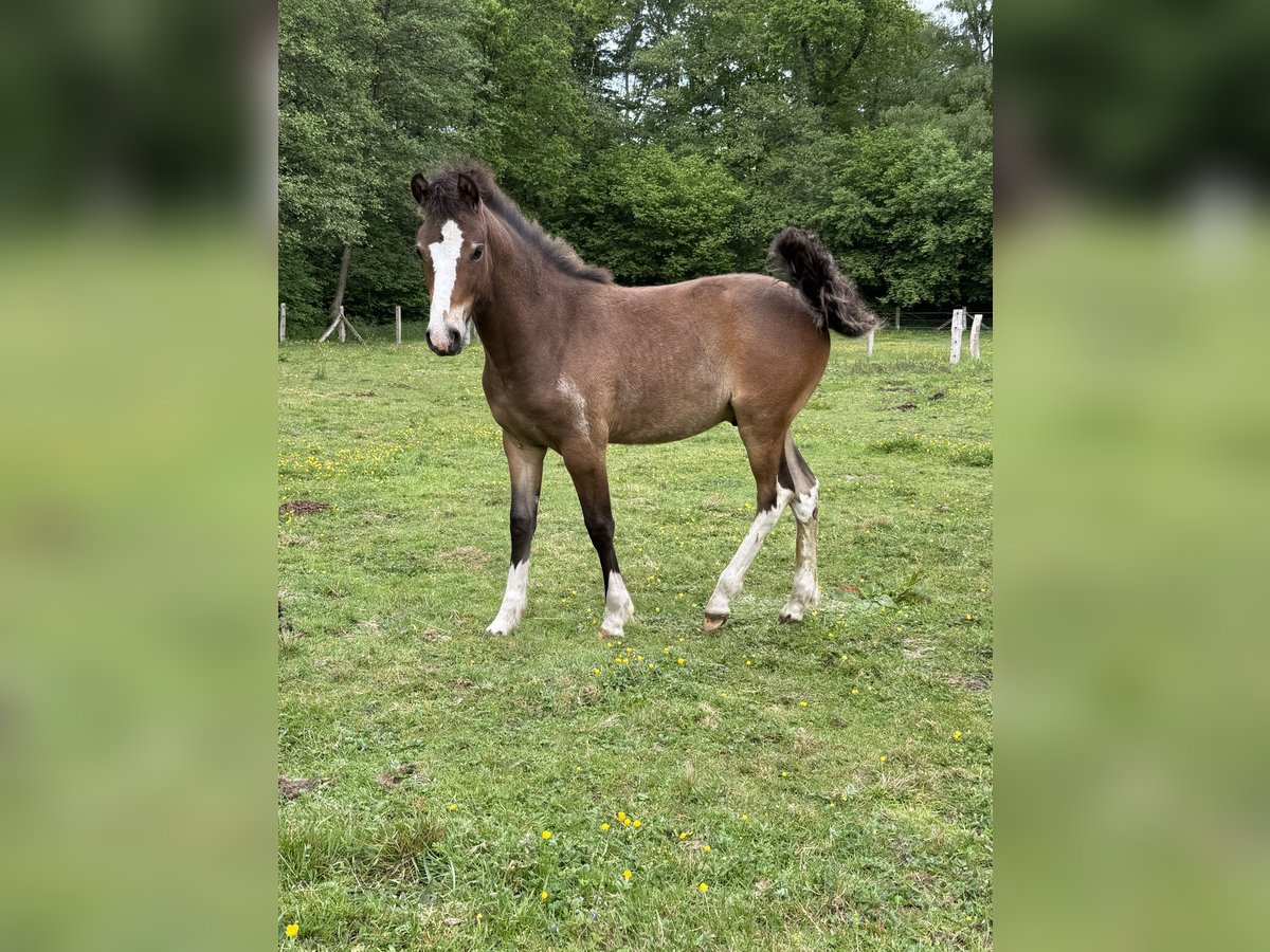 Deutsches Reitpony Mix Hengst 1 Jahr 120 cm Dunkelbrauner in Dahlenburg