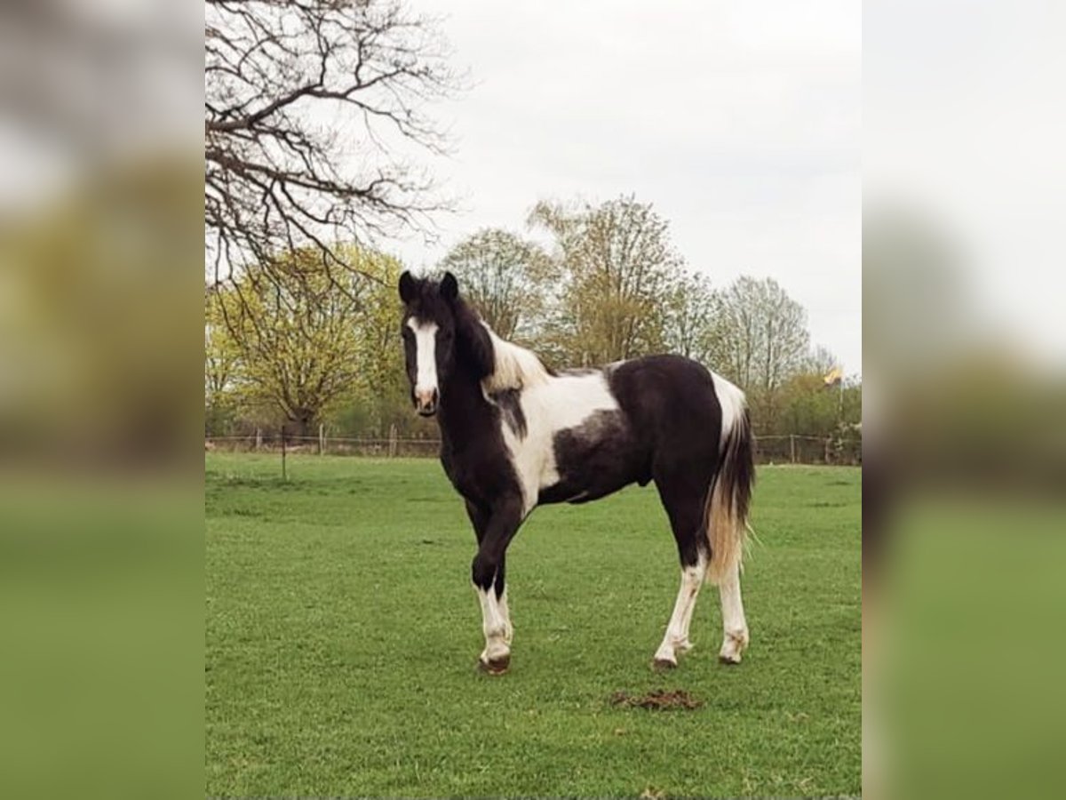 Deutsches Reitpony Hengst 1 Jahr 130 cm Schecke in Oebisfelde Deutsches Reitpony Hengst 1 Jahr 130 cm Schecke in Oebisfelde