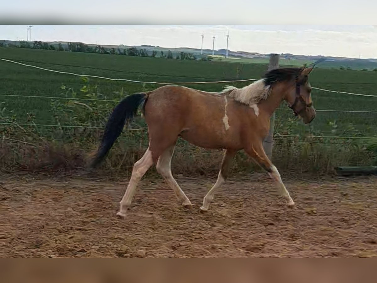 Deutsches Reitpony Hengst 1 Jahr 140 cm Schecke in Aschersleben