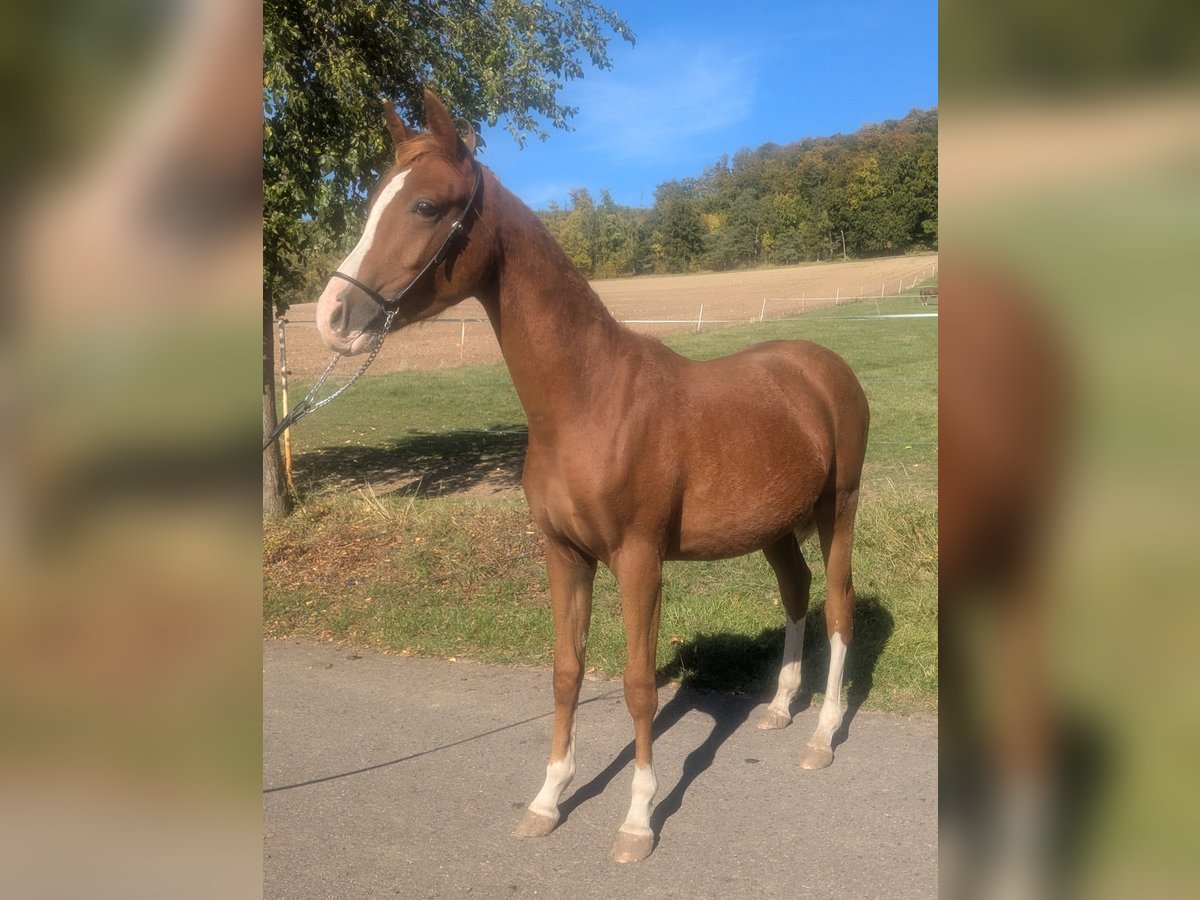 Deutsches Reitpony Mix Hengst 1 Jahr 142 cm Fuchs in Kirchworbis