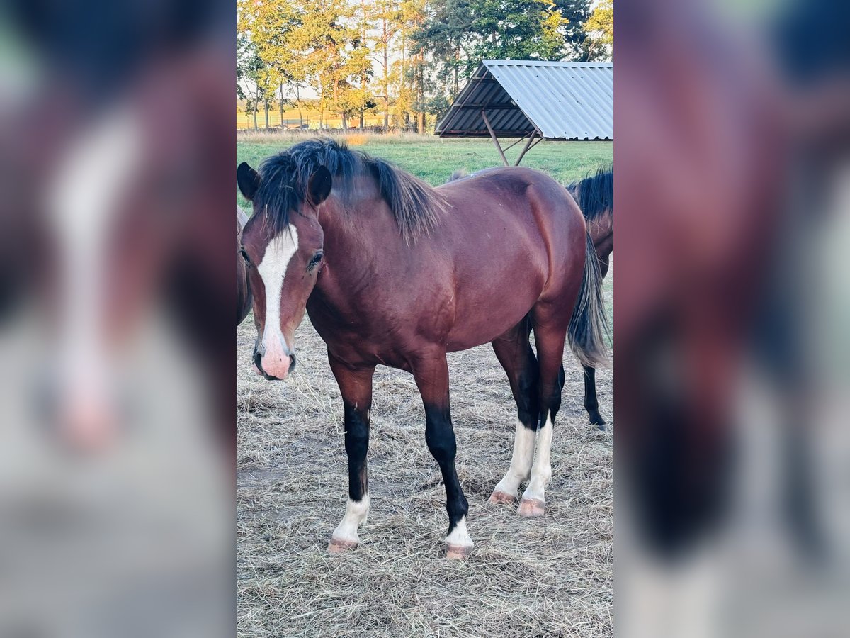 Deutsches Reitpony Mix Hengst 1 Jahr 145 cm Brauner in Grimma