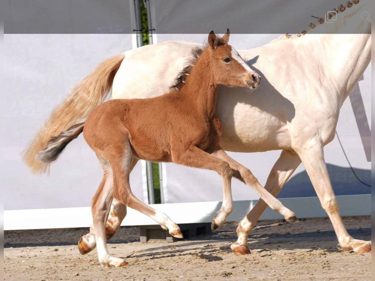 Deutsches Reitpony Hengst 1 Jahr 145 cm Palomino in Krombach
