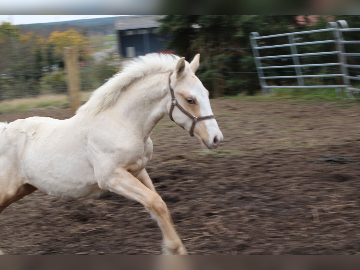 Deutsches Reitpony Hengst 1 Jahr 145 cm Palomino in DahmetalDahme/Mark