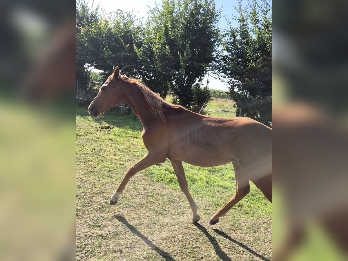 Deutsches Reitpony Hengst 1 Jahr 146 cm Fuchs in Vienenburg