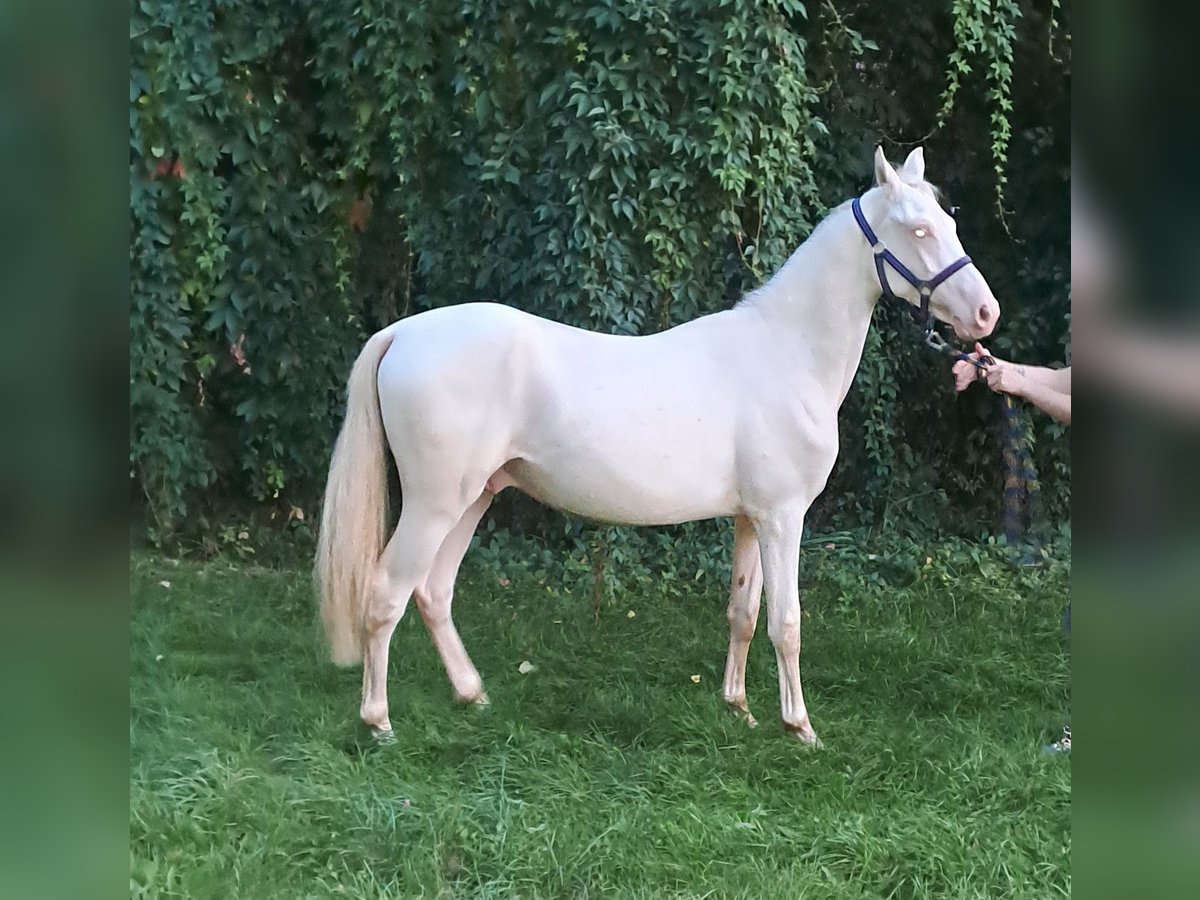 Deutsches Reitpony Hengst 1 Jahr 146 cm Perlino in Sömmerda OT Schillingstedt