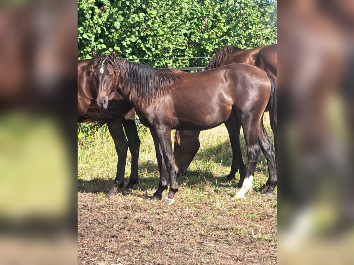 Deutsches Reitpony Hengst 1 Jahr 146 cm Rappe in Ziesar