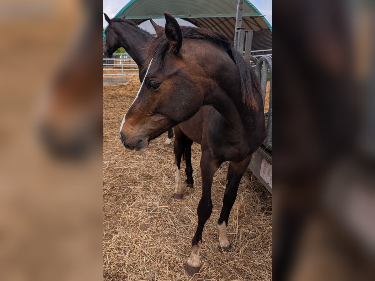 Deutsches Reitpony Hengst 1 Jahr 147 cm Brauner in Hankensbüttel