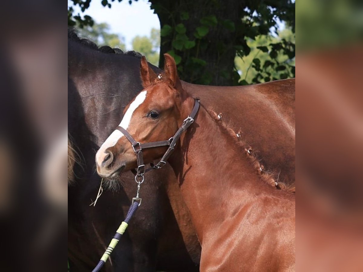 Deutsches Reitpony Hengst 1 Jahr 147 cm Fuchs in Wegeleben