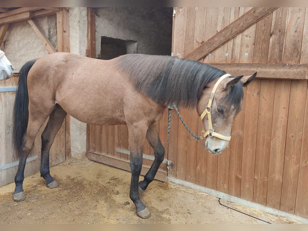 Deutsches Reitpony Hengst 1 Jahr 147 cm Schimmel in Planebruch