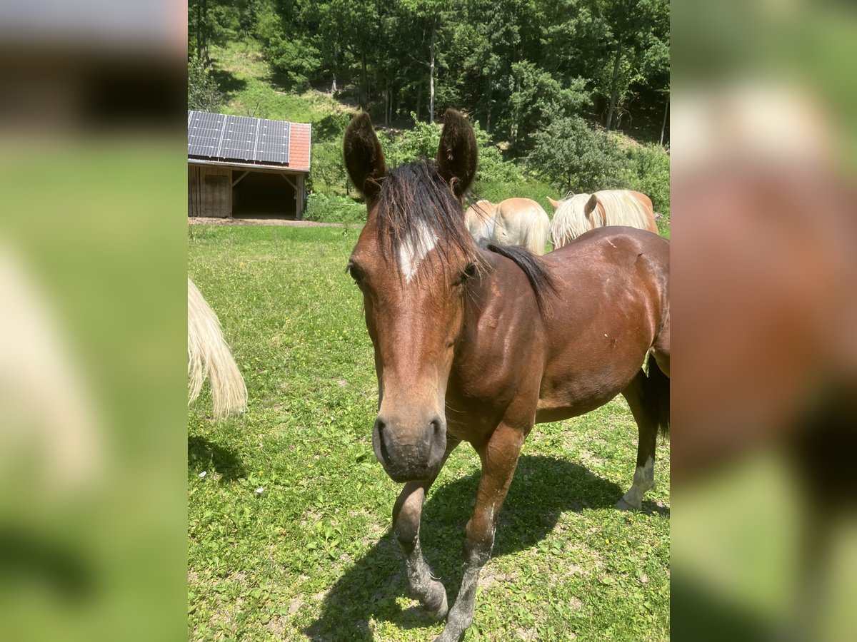 Deutsches Reitpony Hengst 1 Jahr 148 cm Brauner in St.Georgen an der Leys