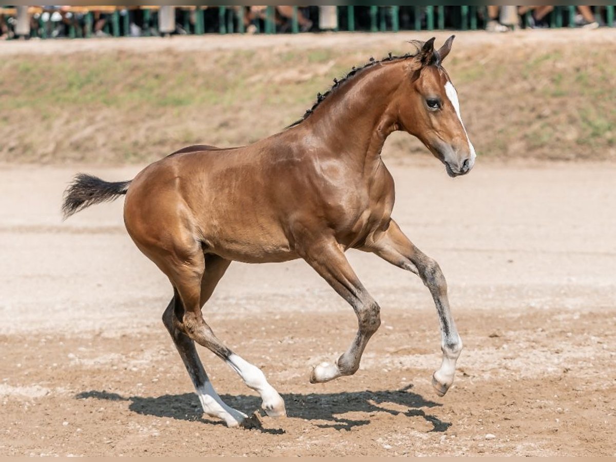 Deutsches Reitpony Hengst 1 Jahr 148 cm Brauner in Unterpetersdorf