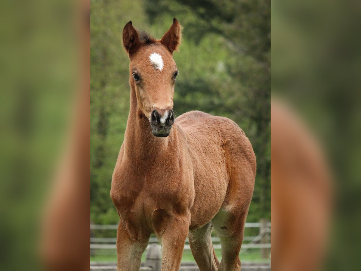 Deutsches Reitpony Hengst 1 Jahr 148 cm Brauner in Tonna