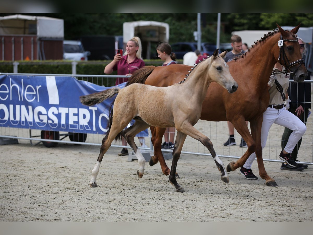 Deutsches Reitpony Hengst 1 Jahr 148 cm Buckskin in Syrau