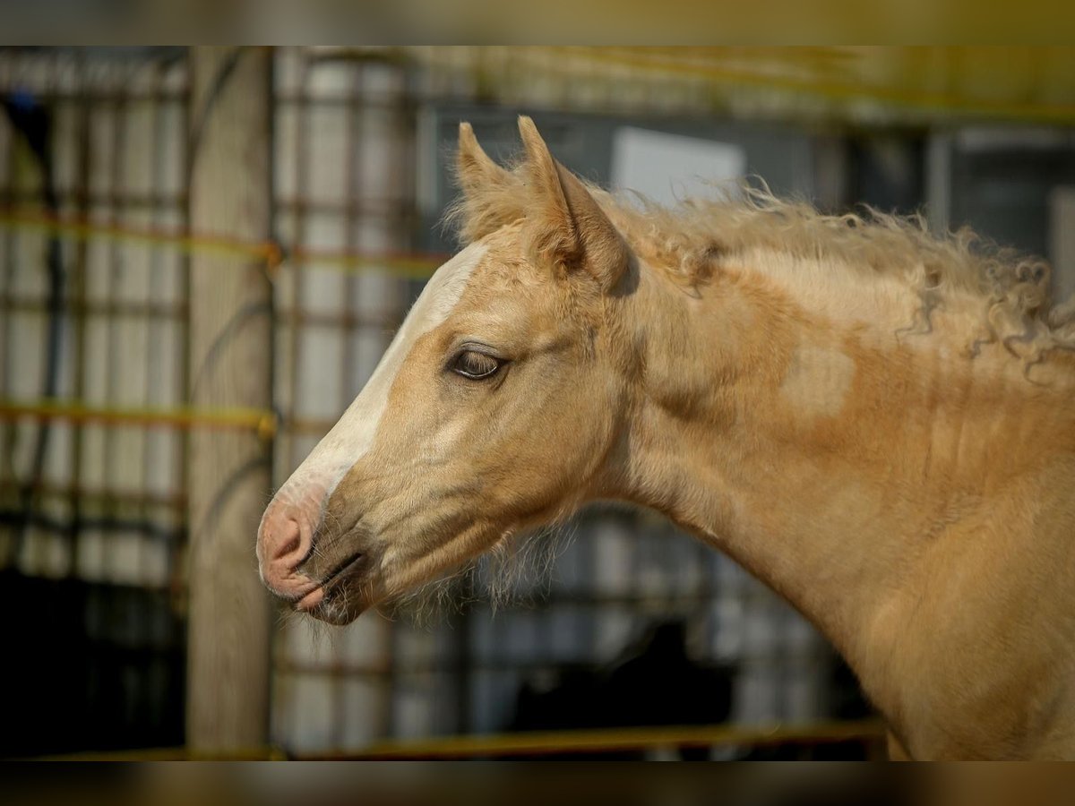 Deutsches Reitpony Hengst 1 Jahr 148 cm Cremello in Schuby