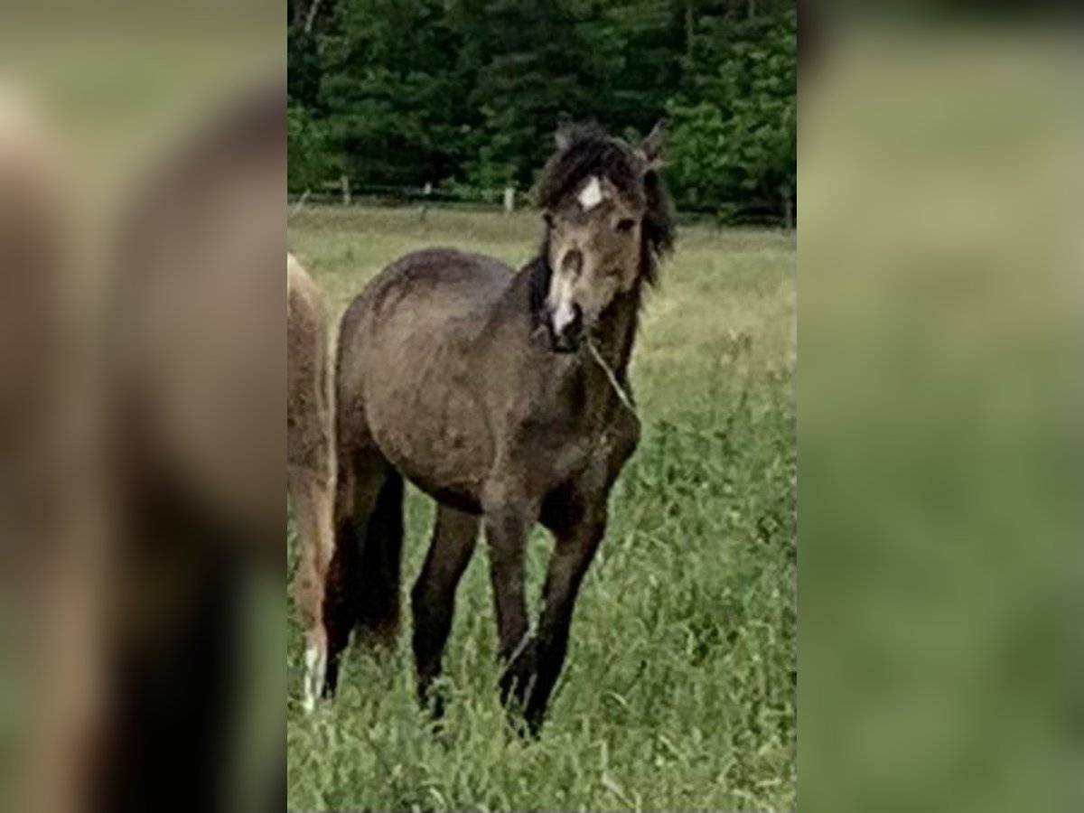 Deutsches Reitpony Hengst 1 Jahr 148 cm in Suhlendorf