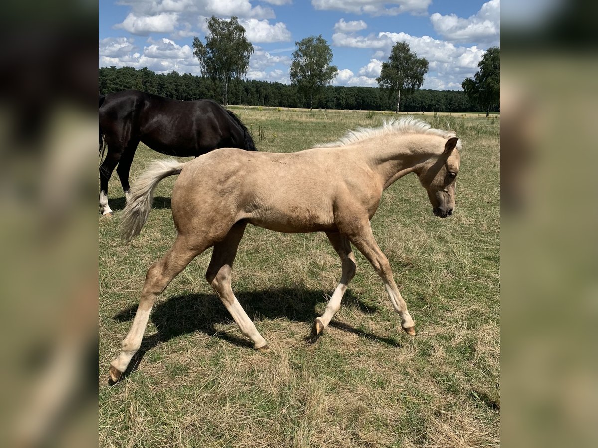 Deutsches Reitpony Hengst 1 Jahr 148 cm in Suhlendorf