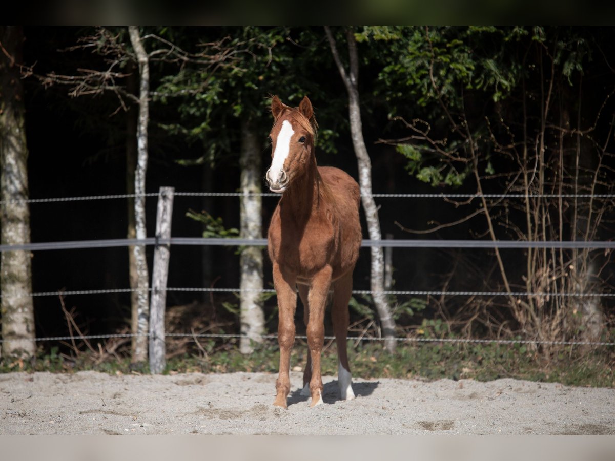 Deutsches Reitpony Hengst 1 Jahr 148 cm Fuchs in Heimenkirch