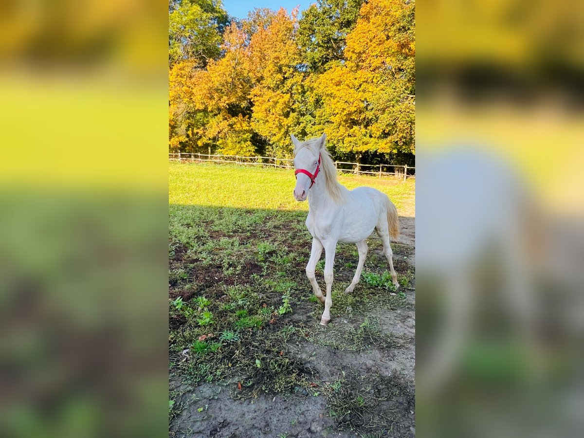 Deutsches Reitpony Hengst 1 Jahr 148 cm Palomino in Vienenburg