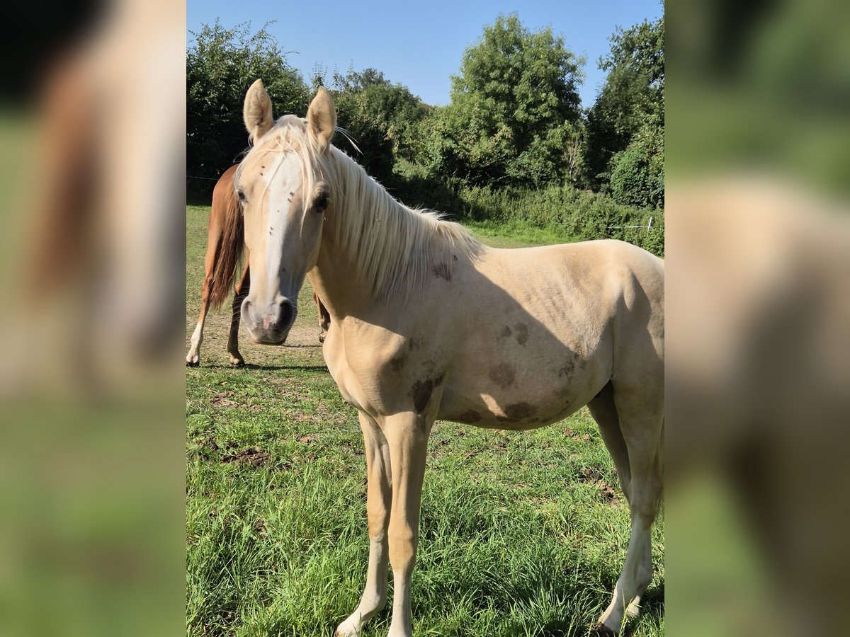 Deutsches Reitpony Hengst 1 Jahr 148 cm Palomino in Vienenburg