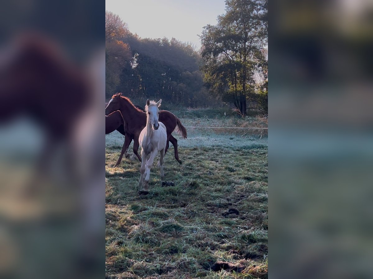 Deutsches Reitpony Hengst 1 Jahr 148 cm Palomino in Vienenburg