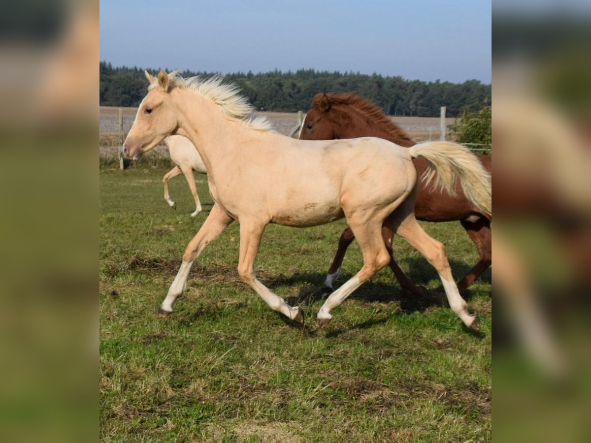 Deutsches Reitpony Hengst 1 Jahr 148 cm Palomino in Leussin