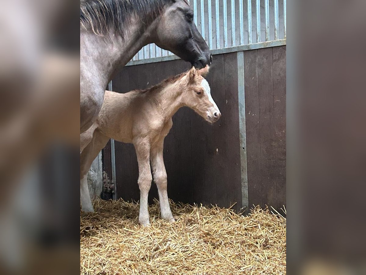 Deutsches Reitpony Hengst 1 Jahr 148 cm Red Dun in Wegeleben