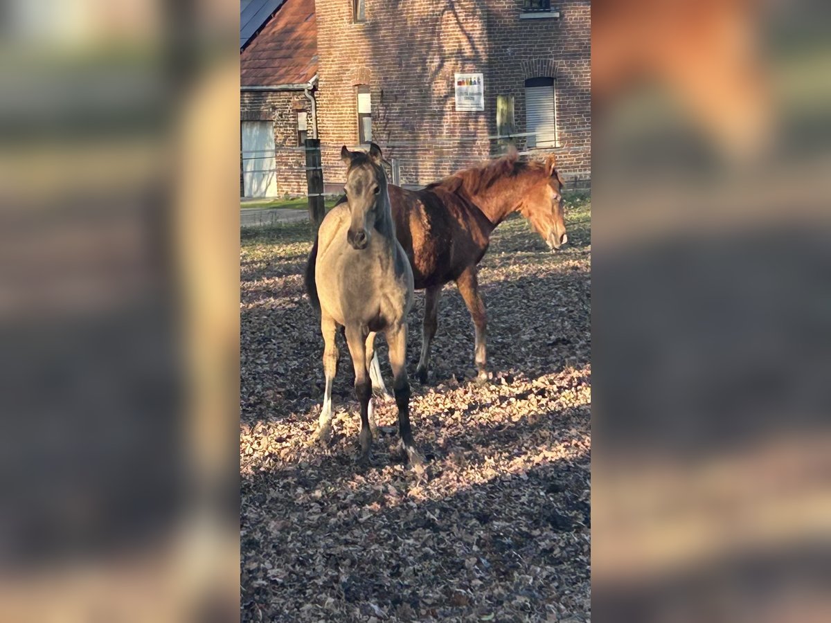 Deutsches Reitpony Hengst 1 Jahr Buckskin in Rommerskirchen
