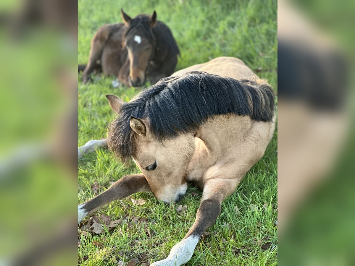 Deutsches Reitpony Hengst 1 Jahr Buckskin in Hochdonn