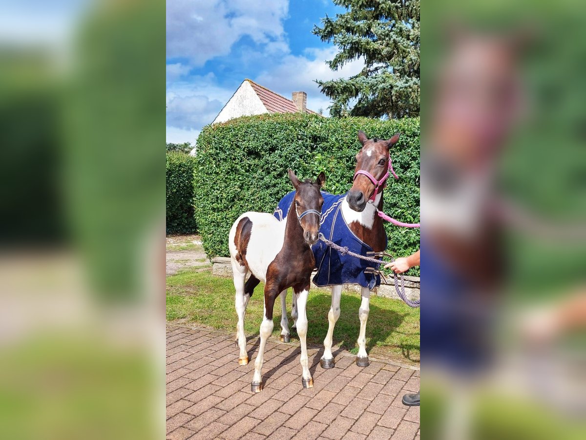 Deutsches Reitpony Hengst 1 Jahr Buckskin in Oschersleben