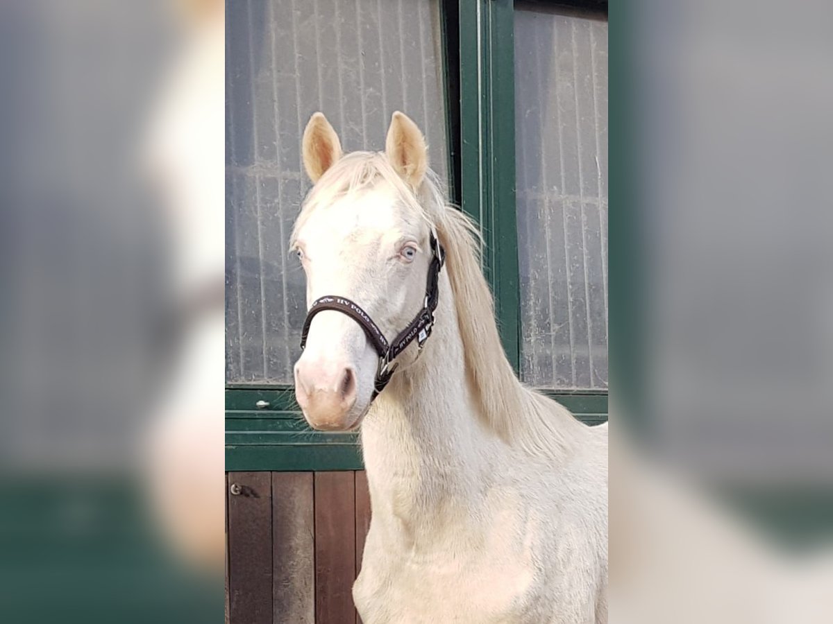 Deutsches Reitpony Hengst 1 Jahr Cremello in Hamburg