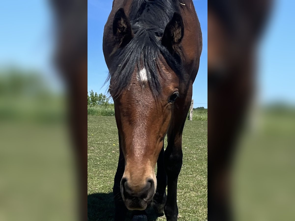 Deutsches Reitpony Hengst 1 Jahr Dunkelbrauner in Neueng&#xF6;rs