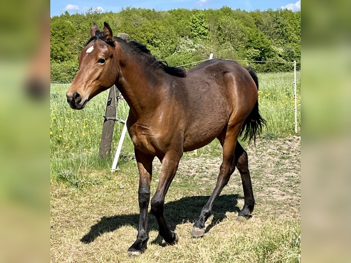 Deutsches Reitpony Hengst 1 Jahr Dunkelbrauner in Neuengörs