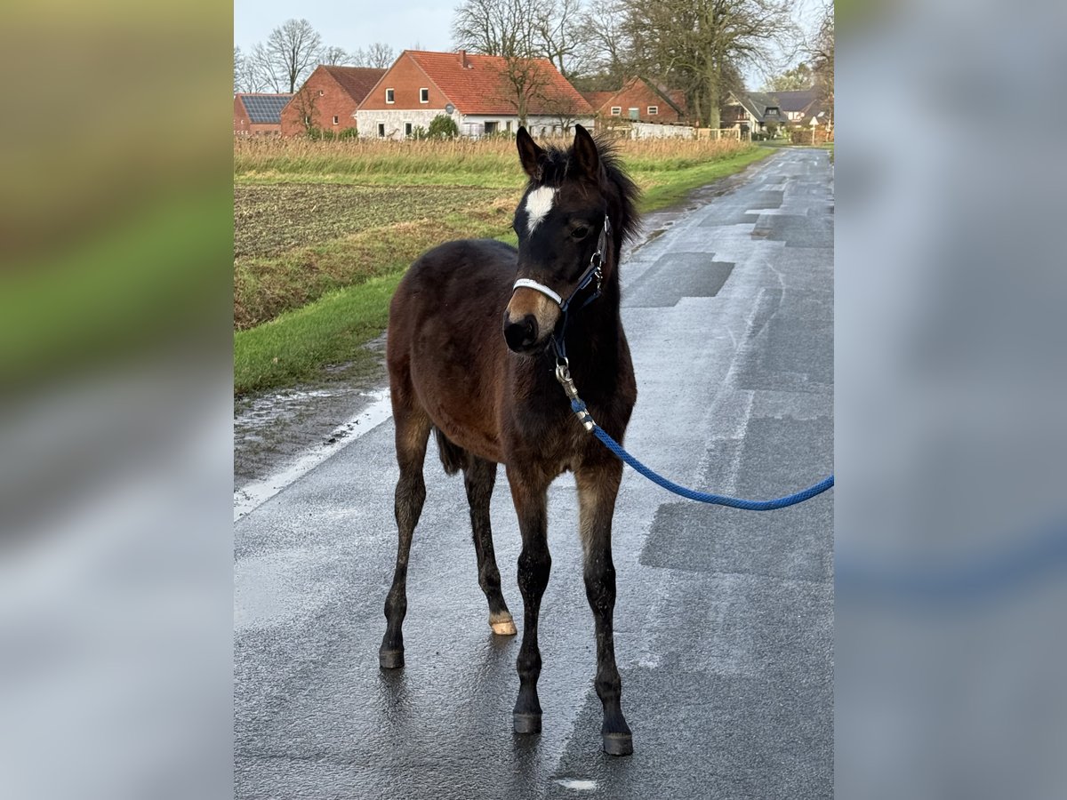 Deutsches Reitpony Hengst 1 Jahr Dunkelbrauner in Neuenkirchen-Vörden